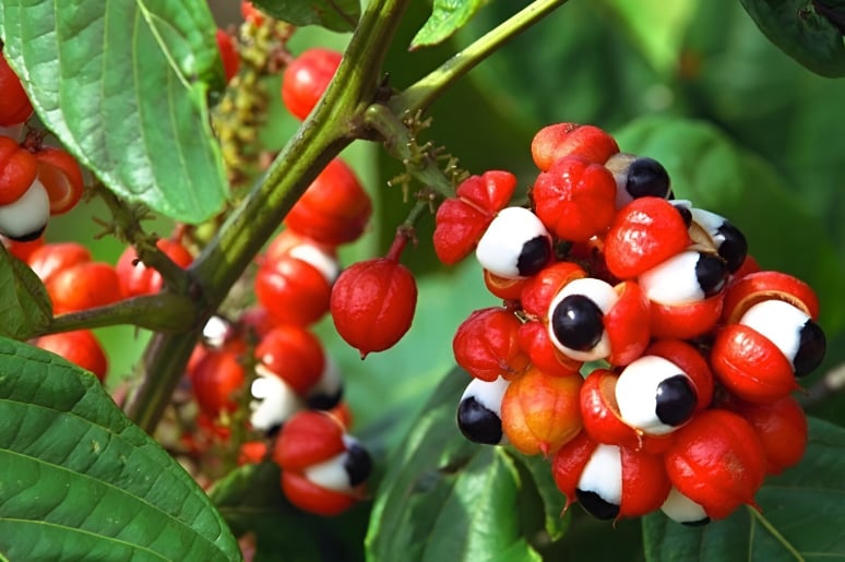 Guaraná